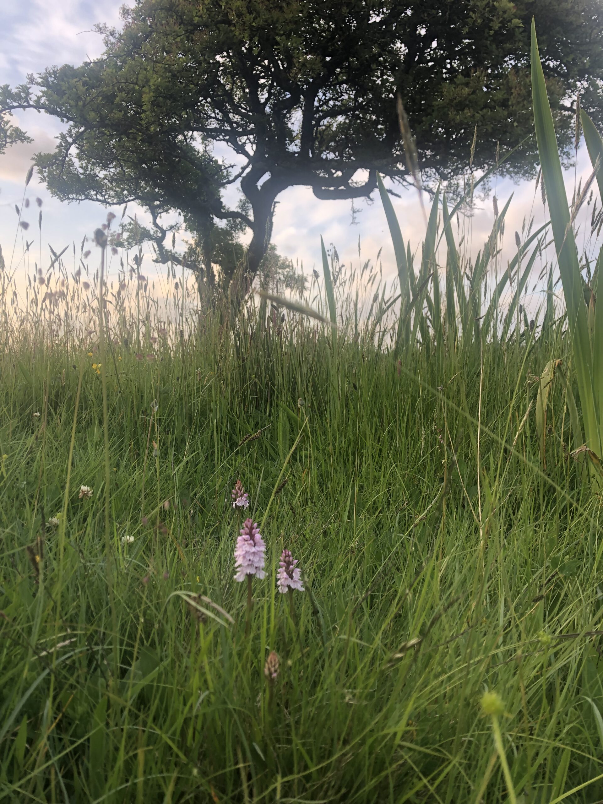 fen