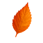 leaf 5