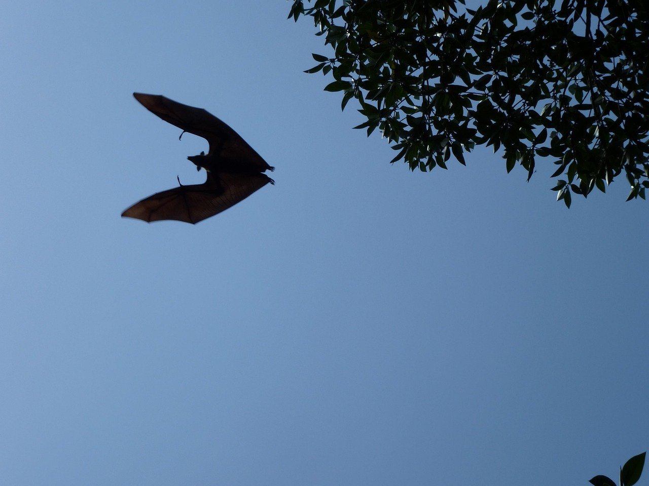 flying dog, sri lanka, flying, bat, vampire, halloween, flying dog, sri lanka, sri lanka, bat, bat, bat, bat, bat, vampire